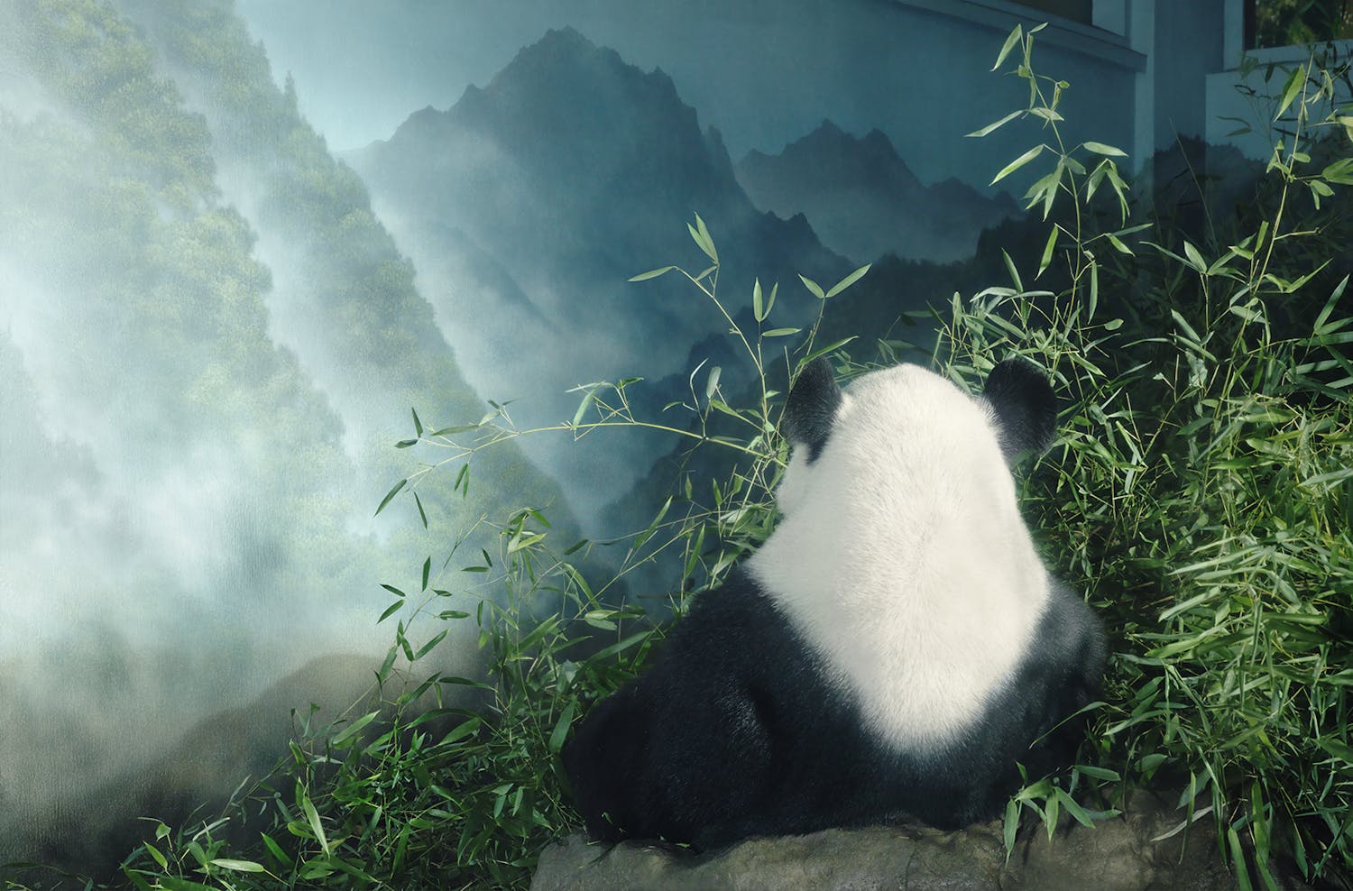 Pandaen Panda Tim Flach